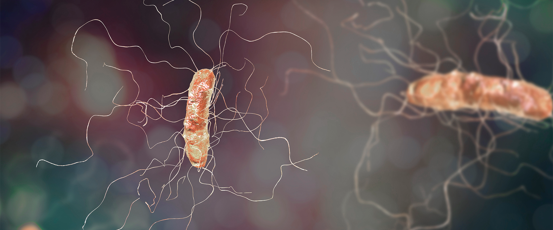 Clostridium difficile bacterium