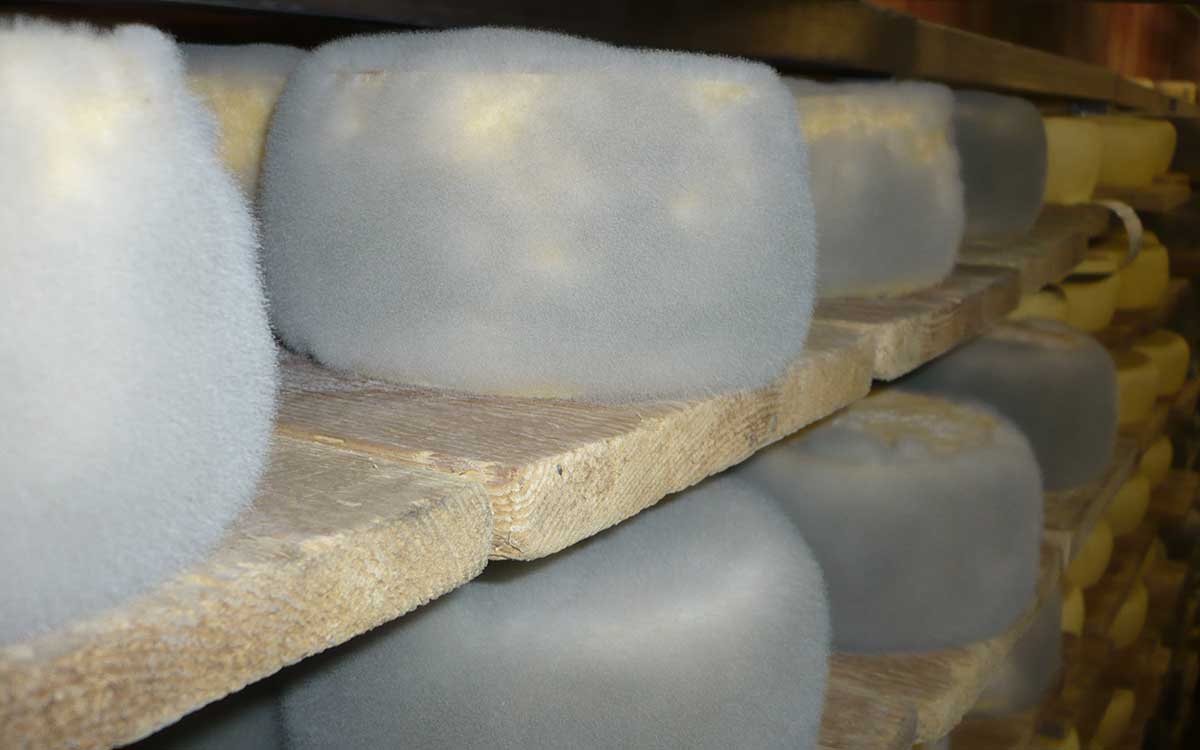 Défauts de croûtage des fromages à pâte molle : intérêt préventif et curatif de la DSVA dans les hâloirs