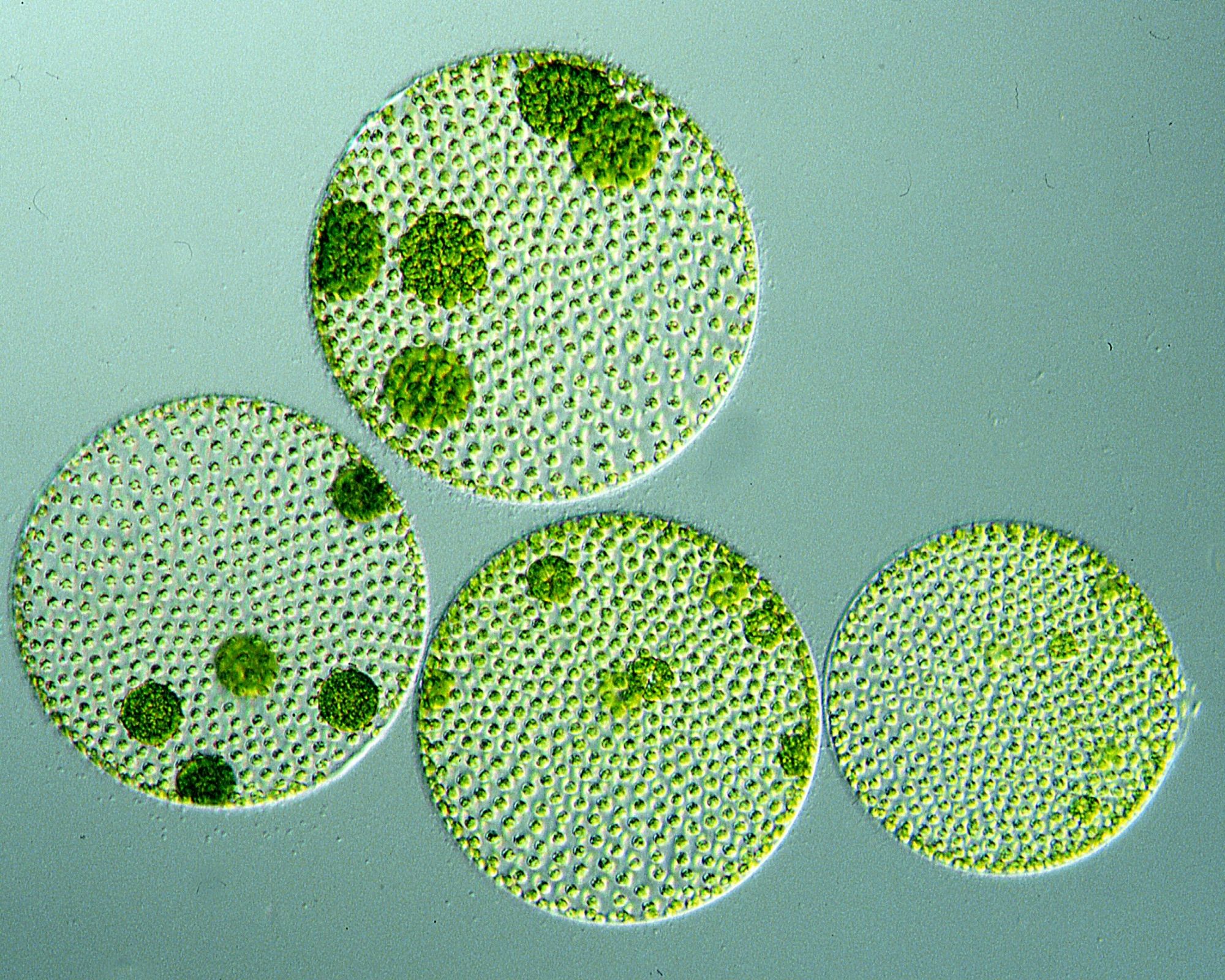 micro organisme_01