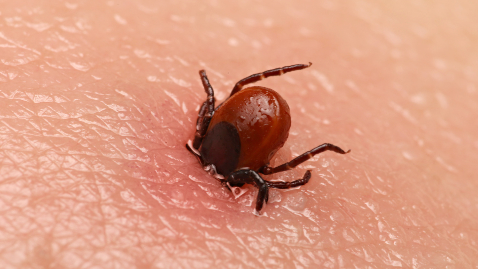 bannière article zoonoses_1