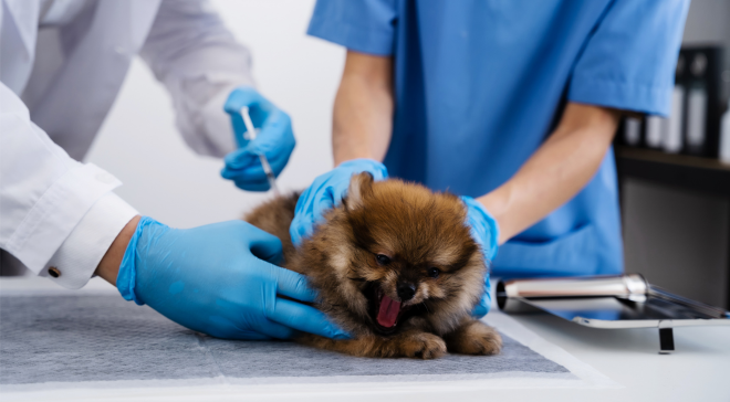 Les zoonoses constituent un risque important en médecine vétérinaire. Découvrez les bonnes pratiques de bionettoyage et de désinfection, ainsi que l'intérêt de la vapeur et de l'acide hypochloreux pour renforcer l'hygiène des cabinets de façon écoresponsable.